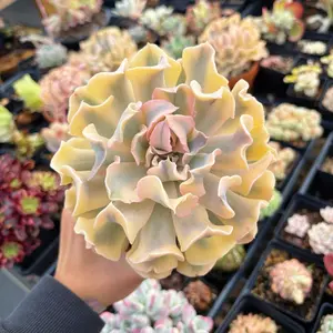 Echeveria 'Liberia' Variegated - April Farm/Rare Succulent
