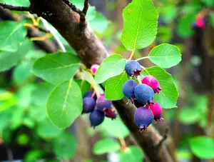 50 Saskatoon Serviceberry Seeds for Planting Amelanchier alnifolia, Seeds (Edible, Fall Color, Hardy) 50 Seeds to Grow