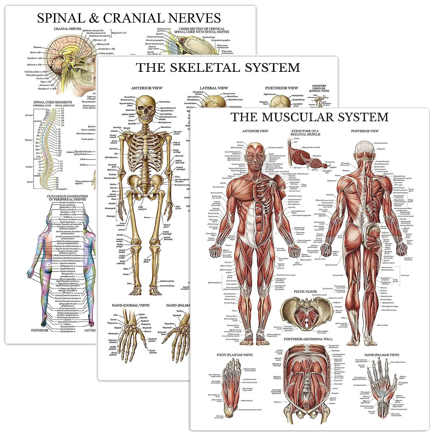 Anatomy Poster, 3pcs/set Muscle & Skeleton & Spine System Anatomy Chart, Biology Auxiliary Learning Material for Office School