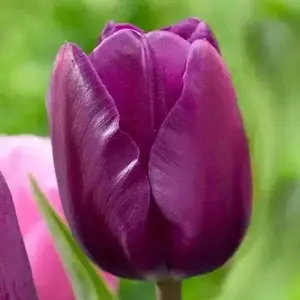 Tulip Bulb - Negrita, Single Late, Ideal for Home Decor and Garden Use