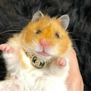 The Hammy Group