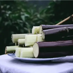 1000+ Sugarcane-Sugar Cane Seeds Rich in Sucrose Hybrid for Home Gardening Natural Sweetness Low-Maintenance High Sucrose Fruit All Seasons