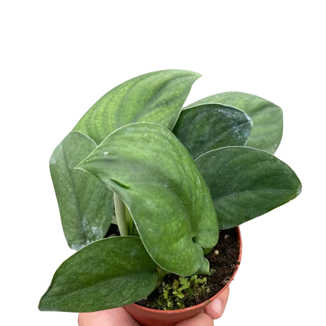 Pothos Jade Satin (Scindapsus pictus)