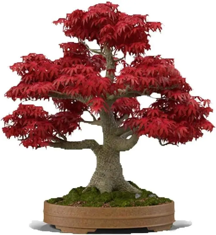 Japanese Red Maple Bonsai Tree Seeds | 30+ Seeds | Highly Prized for Bonsai, Japanese Maple Tree Seeds