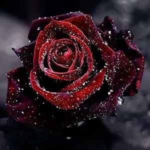 200PCS Rare Black Red Rose Seeds – True Blood Black Roses for Planting, Stunning Dark Blooms for Creating Elegant Gardens, Floral Arrangements, and Unique Outdoor Decor – Non-GMO, Hardy, Easy to Grow, Perfect for Rose Lovers and Garden Enthusiasts