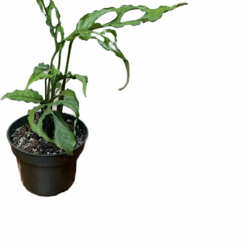 Monstera Obliqua Peru Monstera Plant, 4in Pot Houseplant with Unique Leaves, Natural Look Ready-to-Grow Indoor Garden Supply
