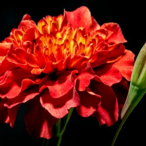 Strawberry Blonde Marigold Seeds (Tagetes patula) Soft pastel blooms in blush, peach, and gold shades. Deters pests and brightens beds. Edible petals for colorful salads.