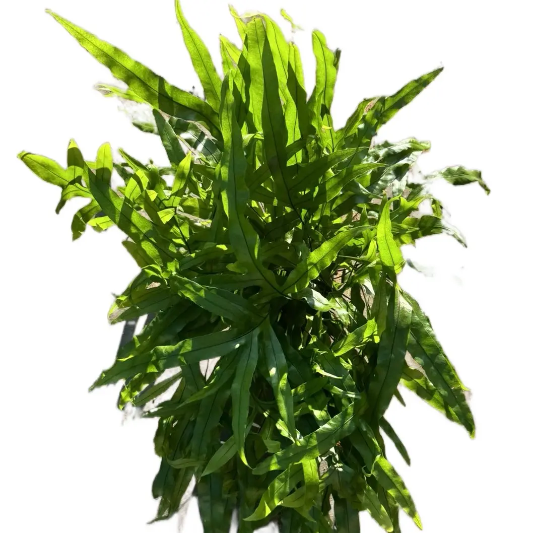 Kangaroo Paw Fern - 6 inch pot plant