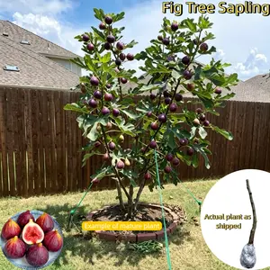 Heirloom Non-GMO Fig Tree Live Plant -Hardy Perennial Fig Fruit Tree Starter forOutdoor Garden, Patio, and BackyardPlanting
