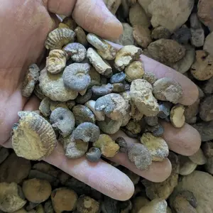 Ammonite Fossil Mix - 1lb