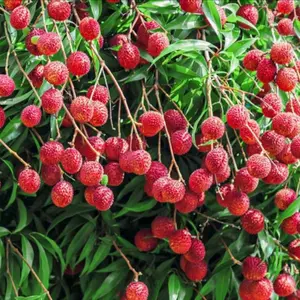 10 Lychee Seeds Exotic Tropical Fruit Tree for Home Garden Growing Evergreen with Glossy Leaves Sweet Juicy Fruits for Warm Humid Climates