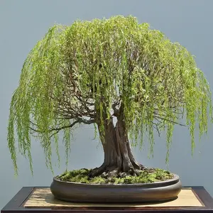 Chinese Weeping Willow Bonsai Tree Cutting to Grow Fast Growing Willow Bonsai with Weeping Branches All Seasons Plant
