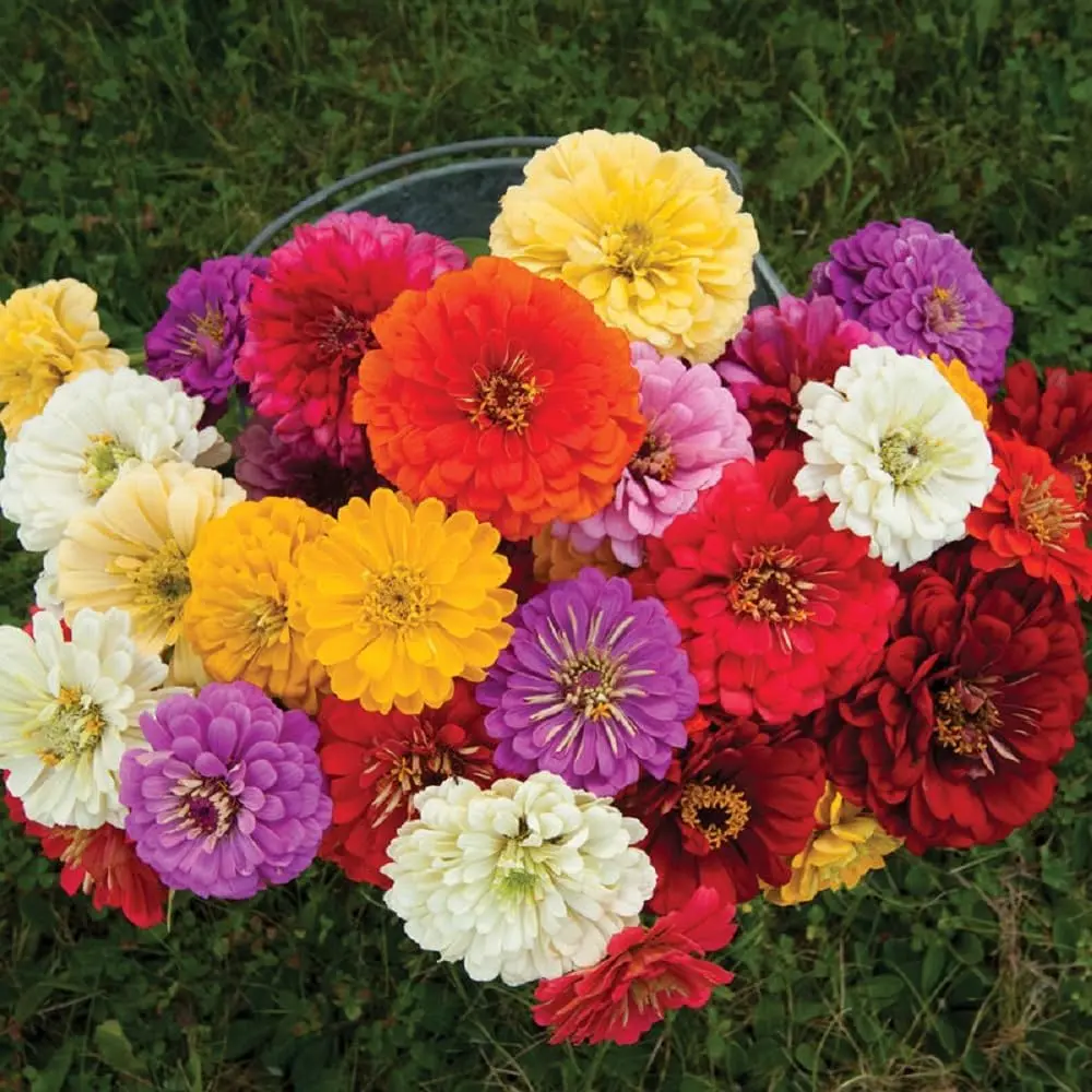 Non-GMO Zinnia Elegans & Dahlia Flower Seeds, Cream-Yellow Beginner-Friendly All-Seasons Fast-Growth Blooms for Garden Borders, Full Garden Coverage Pollinator Spaces