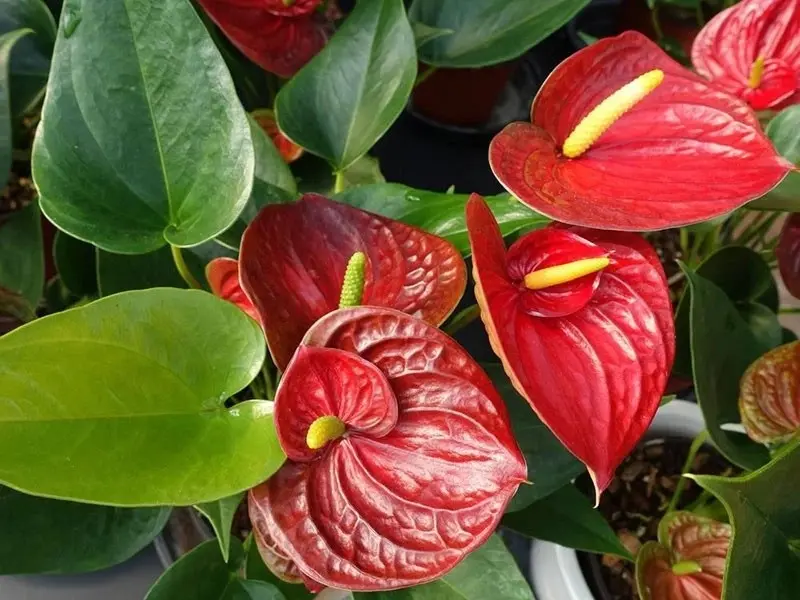 15+ Red Anthurium Flower Seed / Long Blooming Indoor Houseplant