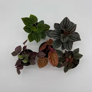 Pet friendly Peperomia 2" pot  starter plant - Elegant Houseplant in Pot, Easy to Care for, Bright Indirect Light, Perfect for Home Decor