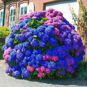 200pcs Hydrangea Seeds - Stunning Perennial Flowers for Colorful Garden Blooms - Hardy Plant Seeds for Gardening Enthusiasts - Easy-to-Grow Variety for Landscape Beautification