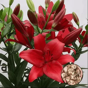 Fragrant red lily bulb - cut flower grade, suitable for homemade bouquets and flower arrangement decoration, sweet flower fragrance, gift, decorate the home
