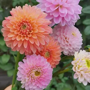 200pcs Dahlia Seeds - Bright, colorful flowers all season long - Non-GMO annual variety, easy to plant and fast growing - Perfect for outdoor gardens, potted plants and borders, adding vibrant color and lasting beauty to any landscape