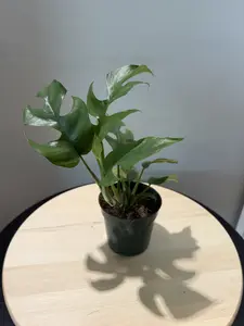 4'' Rhaphidophora Terasperma - "Mini Monstera"