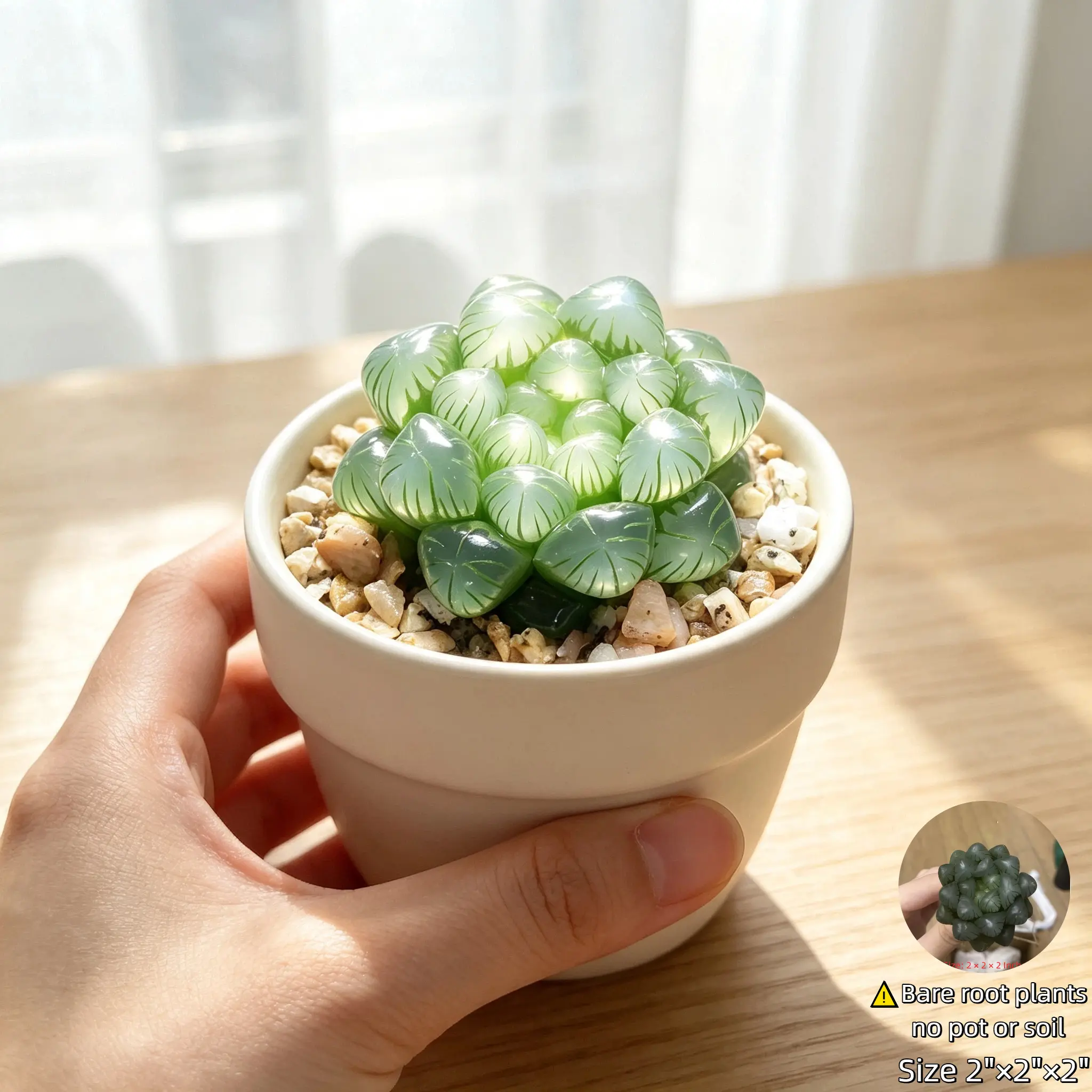 Live Haworthia Cooperi Succulent – Bare Root Ice Lantern Plant, Transparent Window Leaf Rare Variety, Collector’s Choice for Plant Lovers, Indoor Desk Decor & Home Office Greenery, Low Light Houseplant
