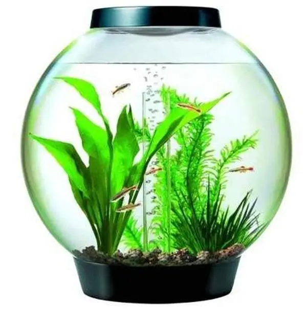 8 Gallon Aquarium