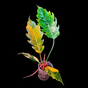 Super Rare Variegated Philodendron Caramel Marble EXACT Plant - US Seller (June-4-11)