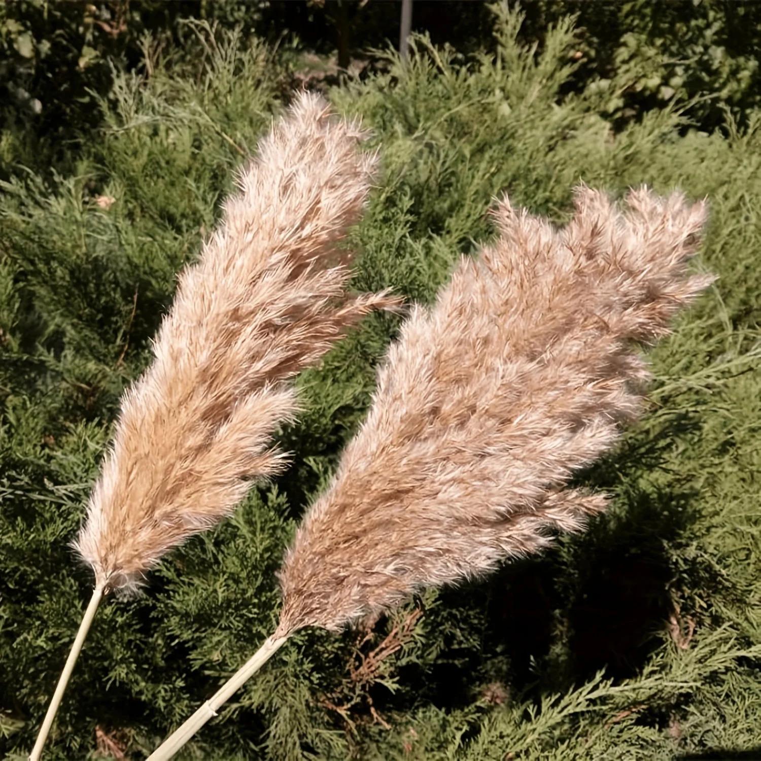 20 Pcs 23 Inch Tall Fluffy Pampas Grass XL Size Brown Dry Pompous Grass Decor Wedding Flower Boho Decor Natural Pompas Flower
