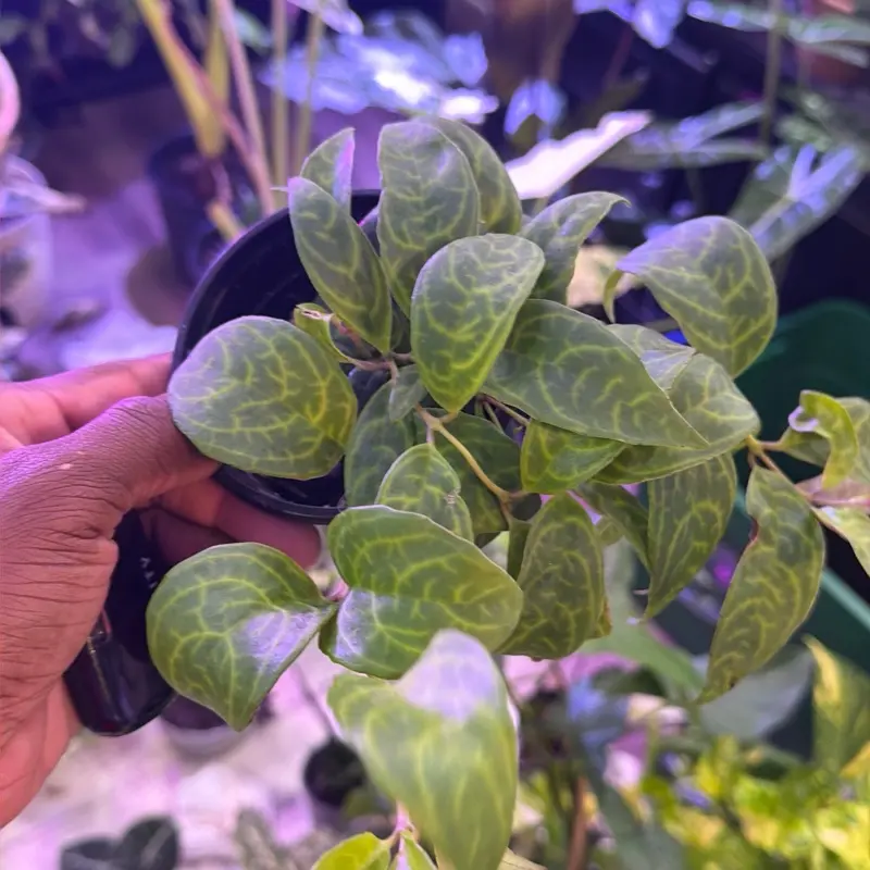 Black Pagoda Lipstick Plant