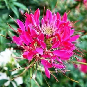 Cleome CHERRY QUEEN Spider Plant Attracts Butterflies Bees  200 Seeds