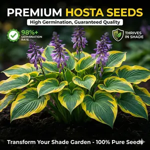 300 high-quality hosta seeds Mixed assortment of more than a dozen seed varieties. guaranteed viable with no bad seeds. A perennial shade plant, perfect for gardens and yards. Made in the USA | Non-GMO |