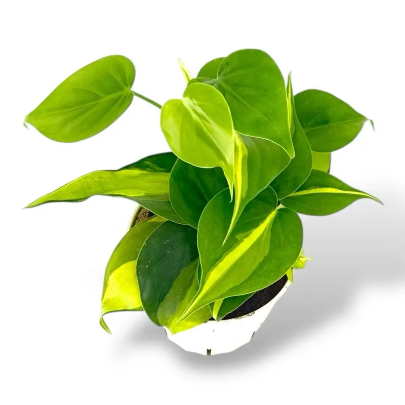 Philodendron Brazil, 4 Inch Pot, Live Colorful Plant