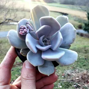 Echeveria Asante Sana "Tiramisu"  in 4 inch pot