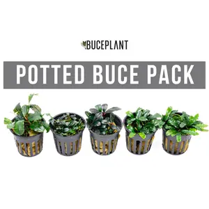 Team Buce Plant Potted Starter Pack
