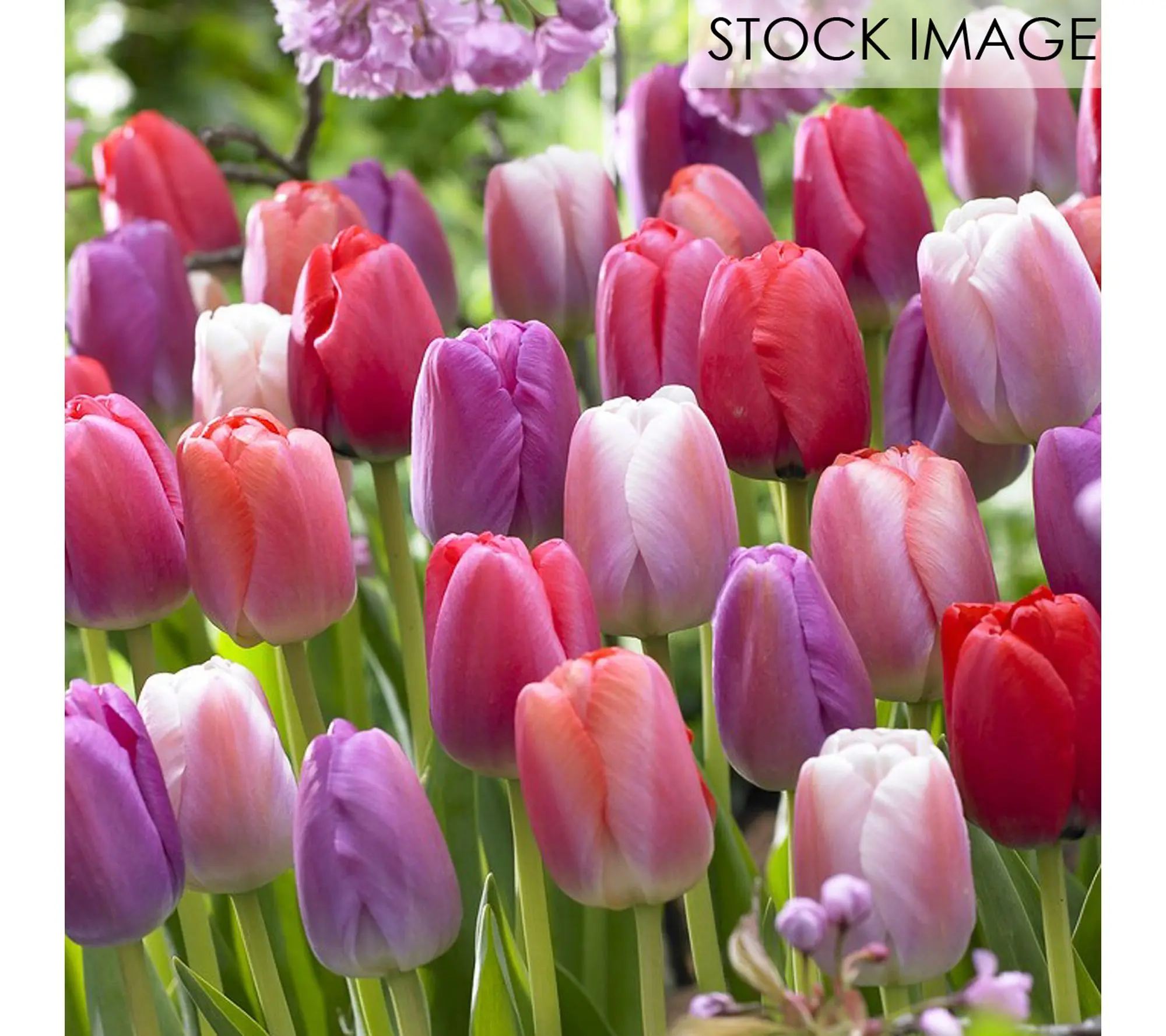 Van Zyverden Tulips Pride Mixture Set of 25 Bulbs