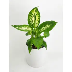 Dieffenbachia Memoria Corsii 'Amy'