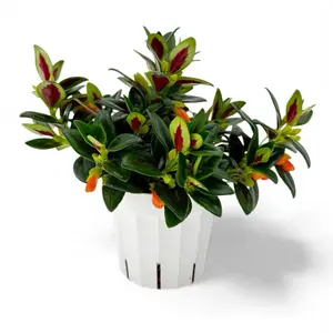 Goldfish Plant, 4inch Pot, Beginner Friendly, Pet Safe