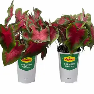 Caladium Freida Hemple Tropical House Plant, 2.5 Qt., 6.33 in. Grower's Pot, 2-Pack - Indoor Houseplants with Heart-Shaped Leaves (Live Plants)