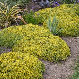 Rock 'N Low Yellow Brick Road Stonecrop Sedum