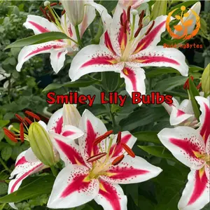 Smiley Lily Seeds - Unique and Cute + Easy to Grow + Compact