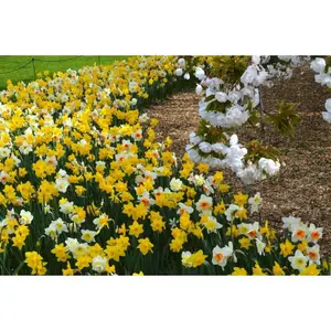 Daffodil BULBS  - MIXTURE