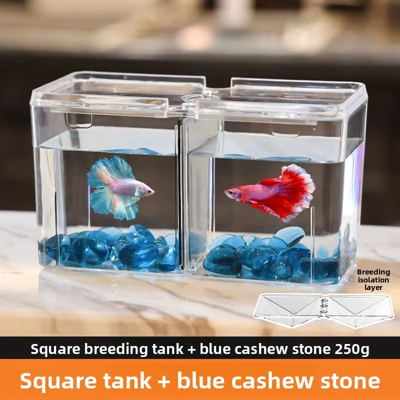 Breeding tank + cashew stone blue