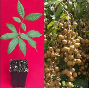 Longan Dimocarpus Dragon Eye Seedling Plant Tropical Fruit Tree
