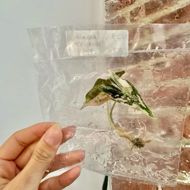 Alocasia Nobilis Pink TC Plantlet