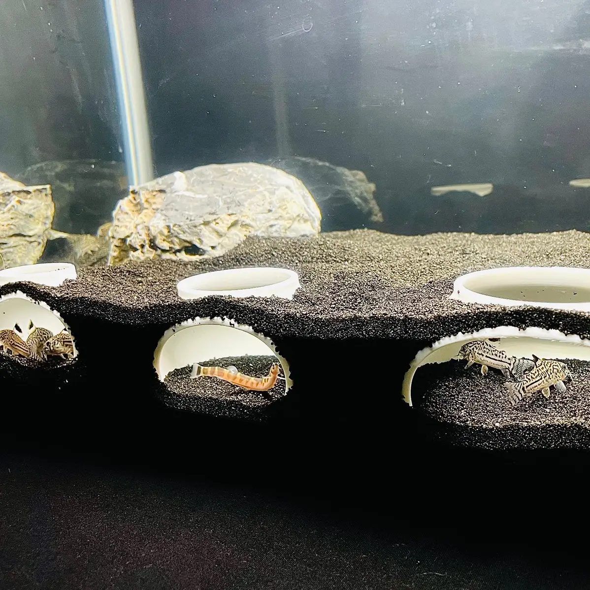 Bottom Dweller Aquarium Cave, Kuhli Loach Dojo Loach Corydoras Catfish Clown Loach Dwarf Frog Hideout, Bottom Feeder Fish Tank Tunnel