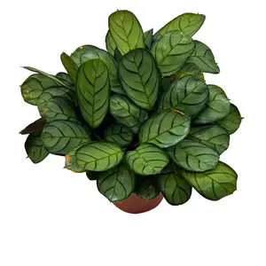 BubbleBlooms Calathea Burle Marxii in a 4 inch Pot Fishbone Prayer Plant