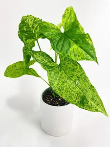Syngonium Podophyllum 'Mojito' Hybrid