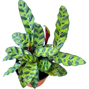 Calathea Rattlesnake 6in Pot - Striking Live Houseplant with Unique Wavy, Green-and-Purple Leaves. Perfect for Indoor Decor, Low-Maintenance Care, and Ideal for Plant Enthusiasts!