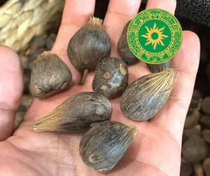 Ikines de 4 ojo - mano de ikines 21 pieza - mano de Ifa - adele