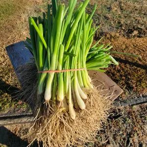 Hoss Walla Walla Onion Plant Bundle | 50 Plants | Long-Day Onion Plants