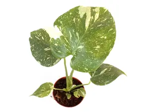 Monstera Thai Constellation 4” Potted Live Plant - Rare Variegated Monstera - Iconic Starry Night Foliage - Exotic Tropical Aroid - Creamy Splashed Leaves - Collector’s Item - Indoor Statement Piece - Designer Plant - Marbled Variegation